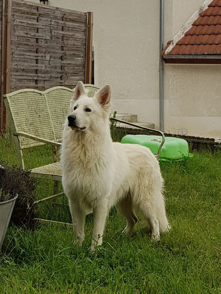 Nodjo du plateau ardennais