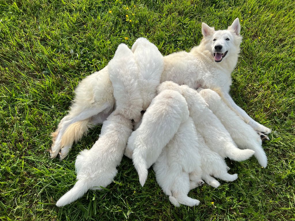 Chiot Berger Blanc Suisse White Pearl Of Chester