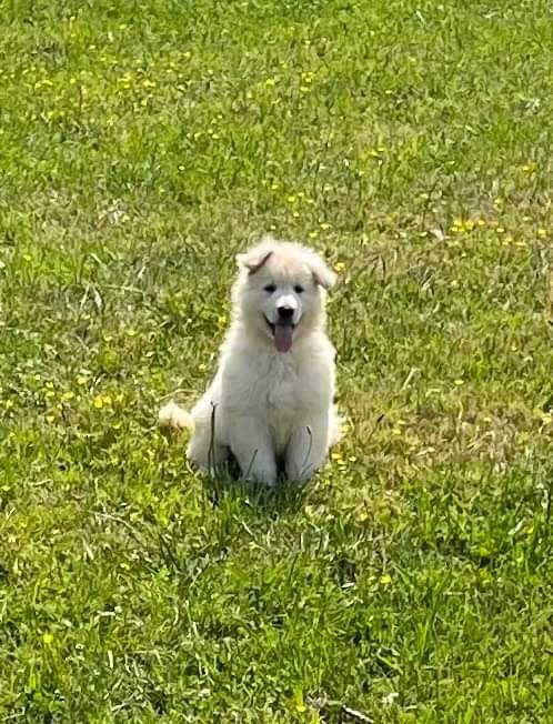 White Pearl Of Chester - Chiots disponibles - Berger Blanc Suisse