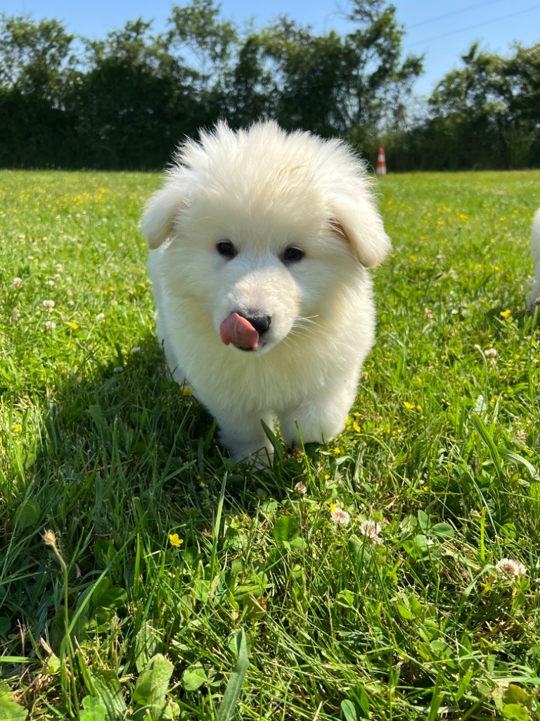 White Pearl Of Chester - Chiots disponibles - Berger Blanc Suisse