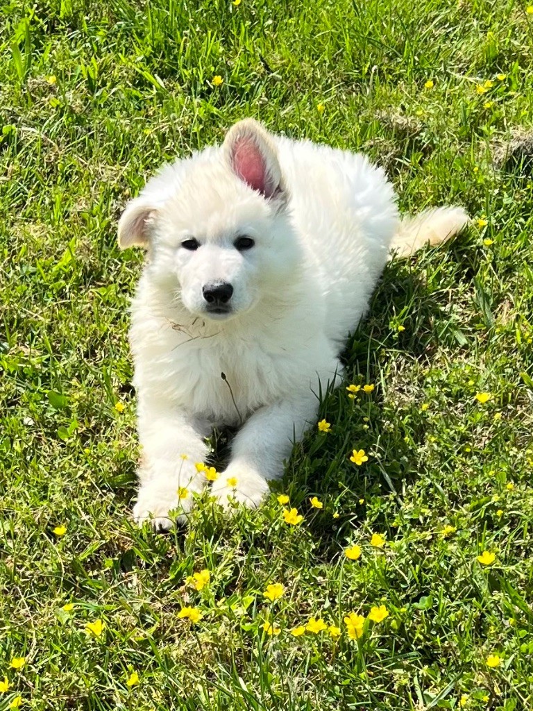 White Pearl Of Chester - Chiots disponibles - Berger Blanc Suisse