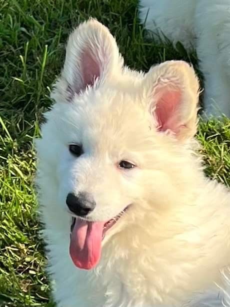 White Pearl Of Chester - Chiots disponibles - Berger Blanc Suisse