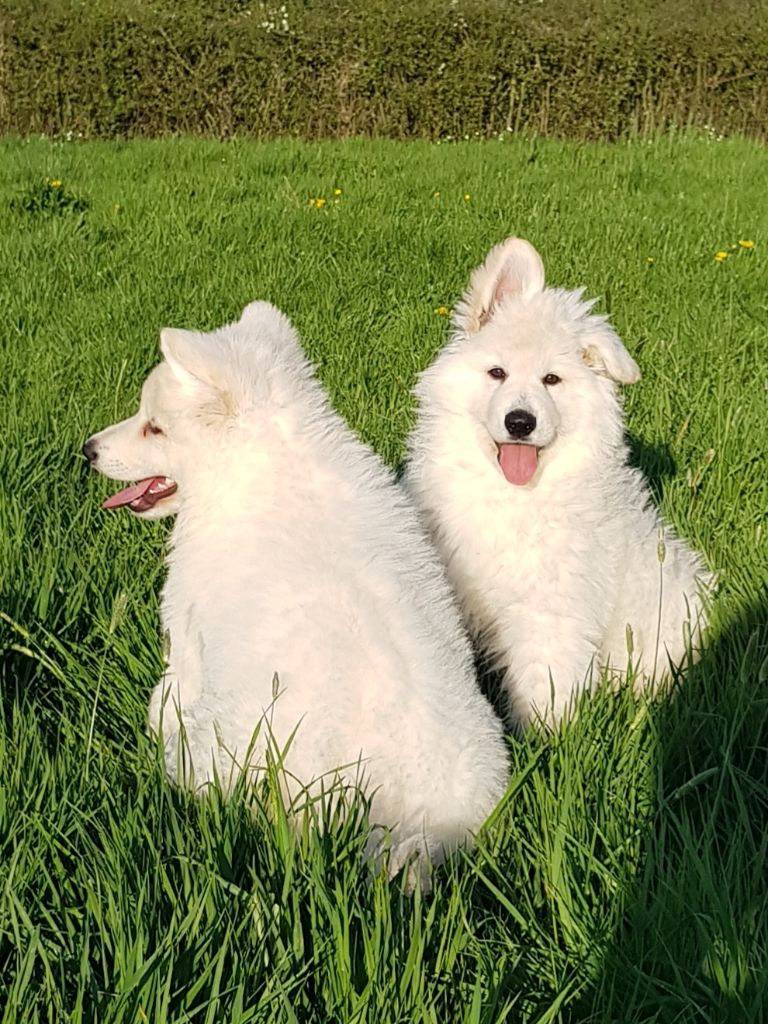 White Pearl Of Chester - Berger Blanc Suisse - Portée née le 06/02/2018